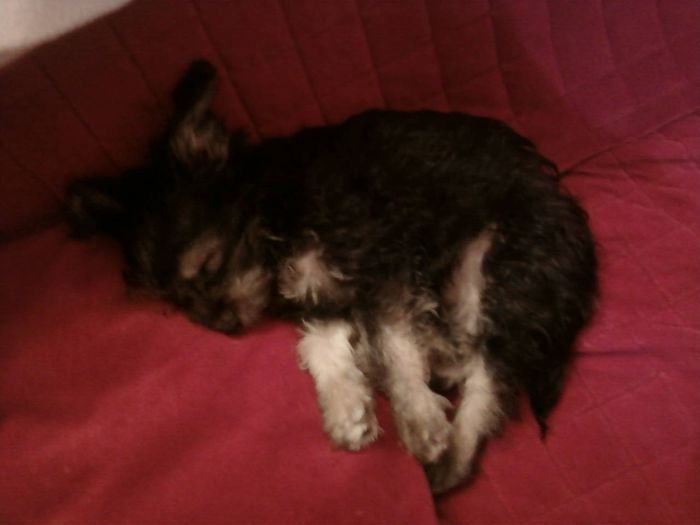 appena presa al canile dei cuccioli era così....