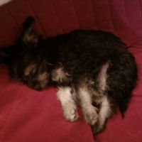 appena presa al canile dei cuccioli era così....