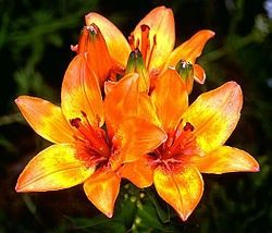 lilium