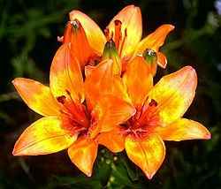 lilium