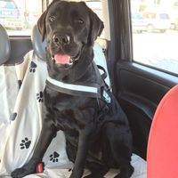 Amici a 4 zampe al ricevimento - 1