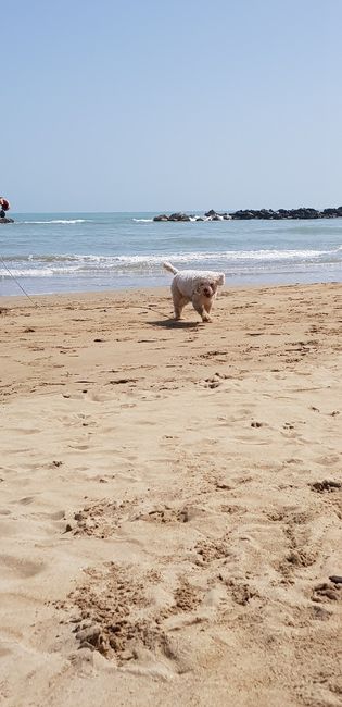 Collaboratori pelosi ❤️ - 2