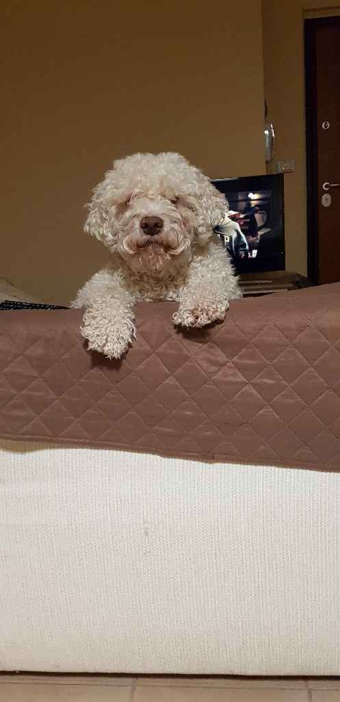 Il vostro amico a 4 zampe - 1