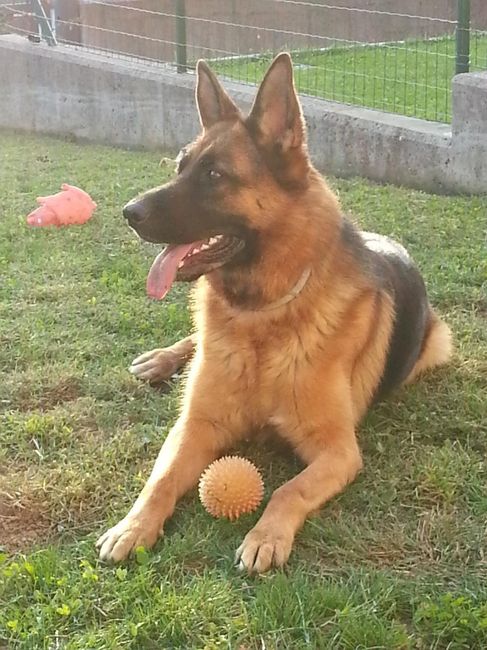 Stupenda