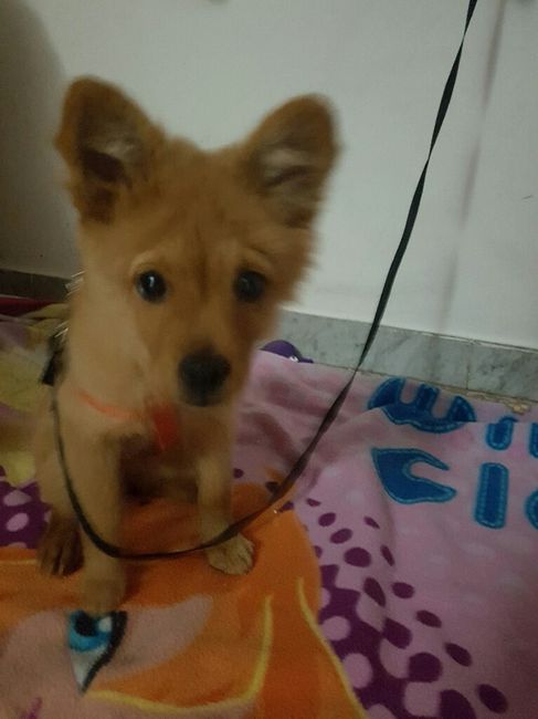 Prenderete un animale domestico? Quale? - 2