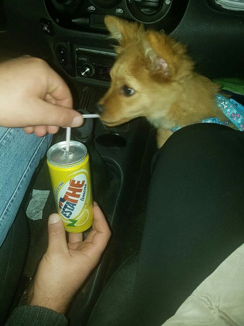 Matrimonio a 4 zampe - 1