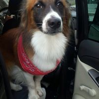 Le foto dei vostri animali - 1