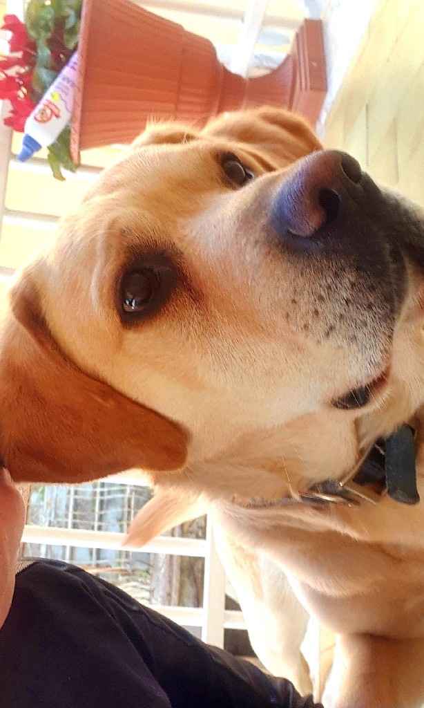 Amici a quattro zampe - 1