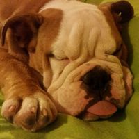 Io....luiii....e il nostrooo totÒ? - 1