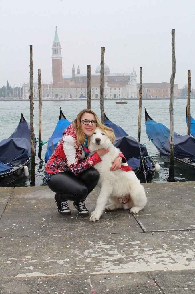 Cani al matrimonio? - 1