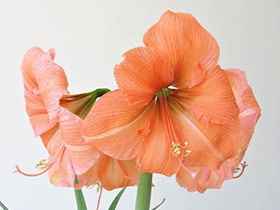 Matrimonio pesca : ho scelto i fiori !!!! - 1