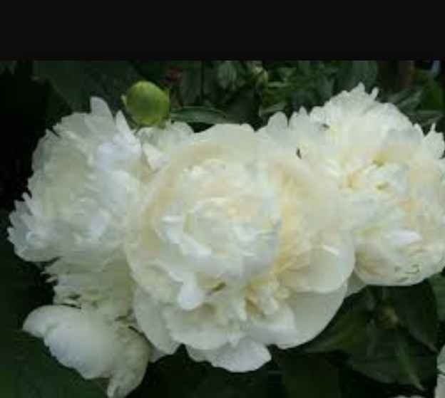 Matrimonio pesca : ho scelto i fiori !!!! - 4