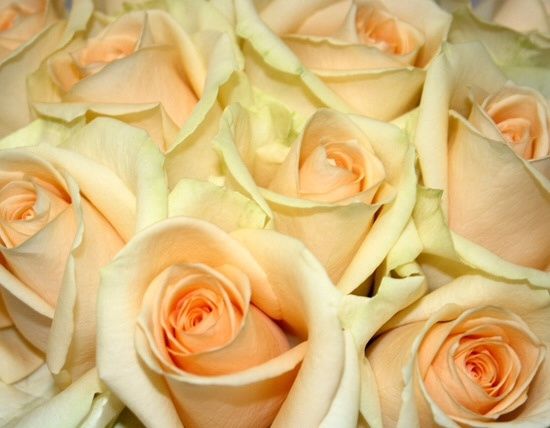 Matrimonio pesca : ho scelto i fiori !!!! - 3