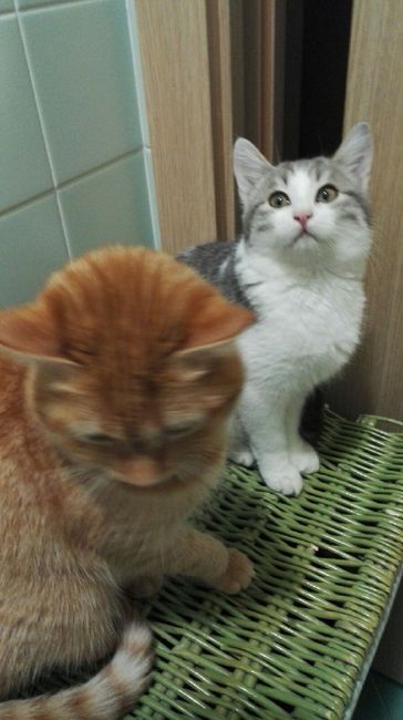 Convivenze pelose!🐶🐱🐹🐰 - 1