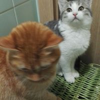 Convivenze pelose!🐶🐱🐹🐰 - 1