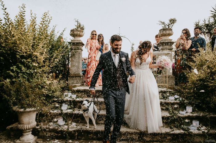 Cane - Matrimonio: Come avete fatto? 1