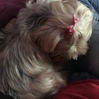 Cani al matrimonio - 1