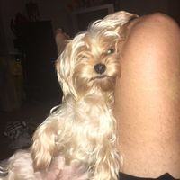 Cani al matrimonio - 1