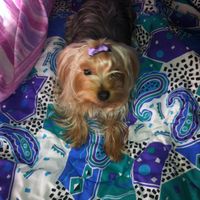 Cani al matrimonio - 2