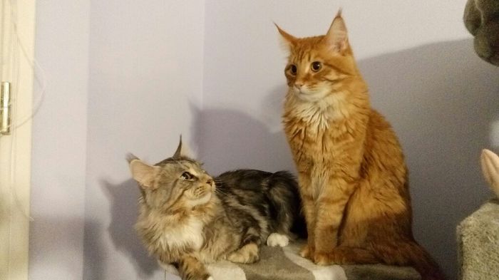 Luna di miele ... e i nostri amici animali??? - 1