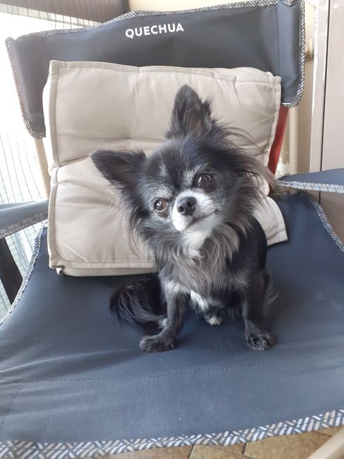 Animali che prendono parte al grande giorno 😍 - 1