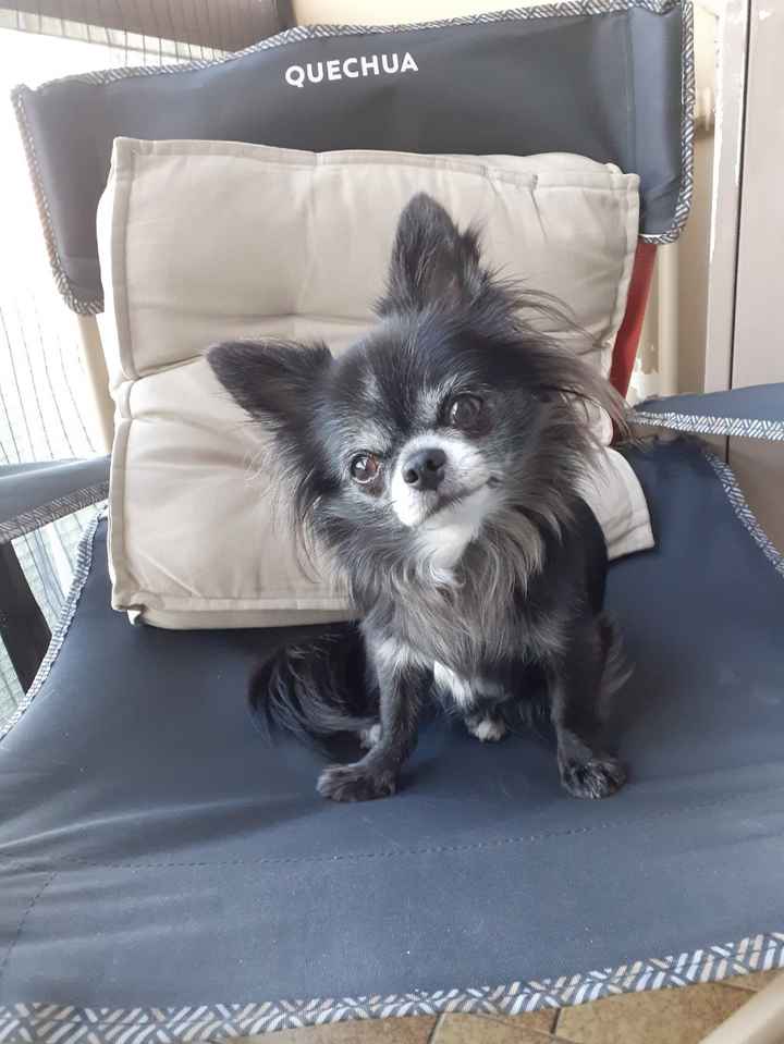 i pelosi a 4 zampe🐕 - 1