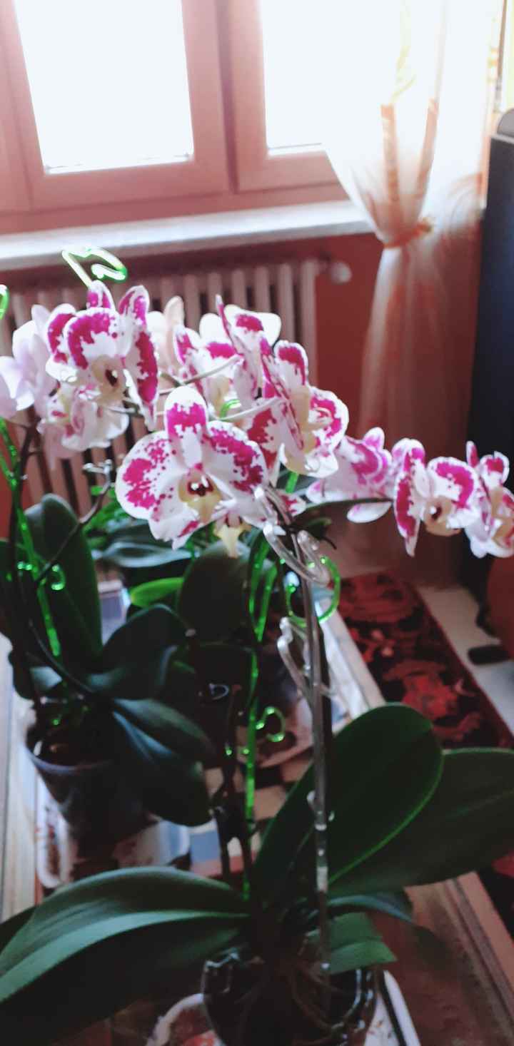 Flower Power: qual è il vostro preferito? - 1