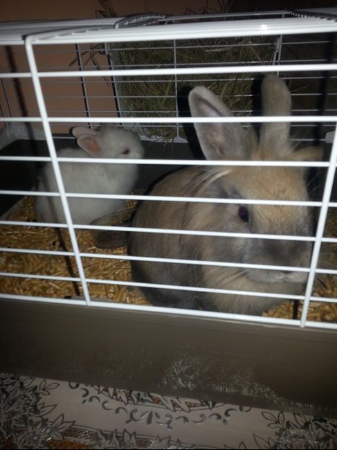 Le foto dei vostri animali - 2