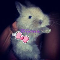 Le foto dei vostri animali - 1