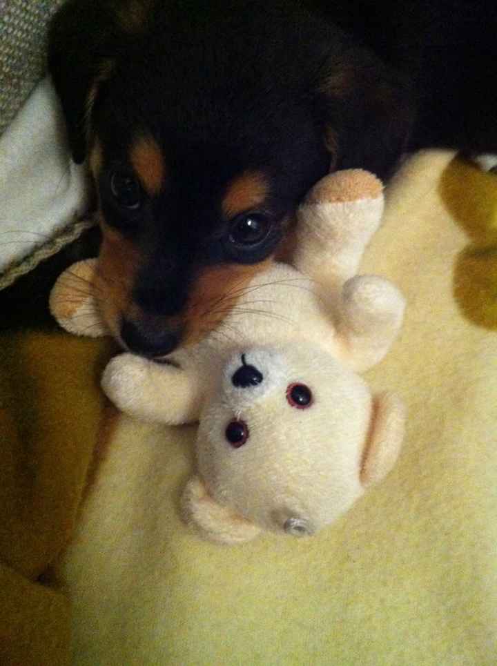 Le foto dei vostri animali - 1