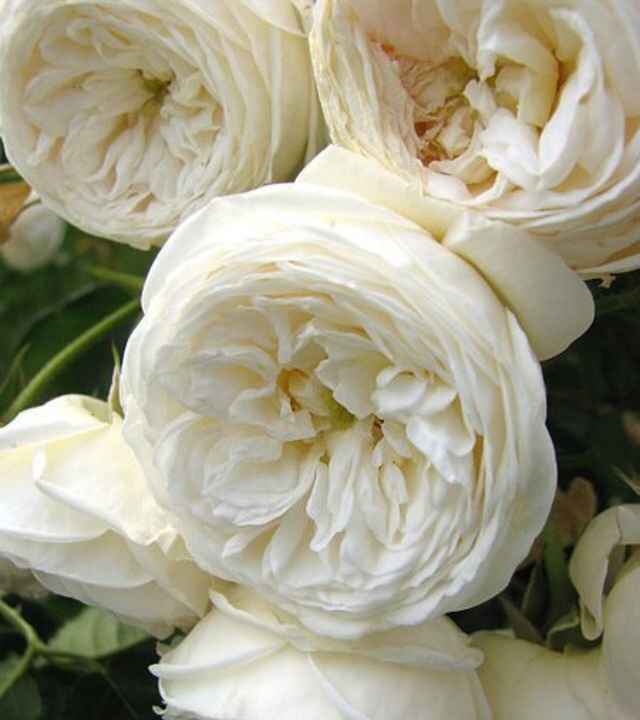 Aiuto fiori spose settembre - 1