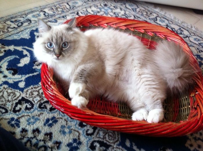 Le foto dei vostri animali - 2