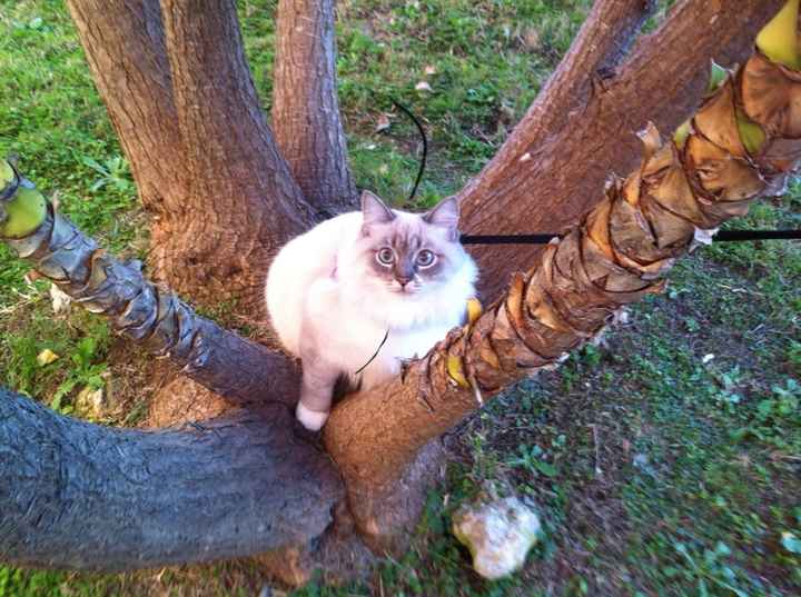 Le foto dei vostri animali - 1