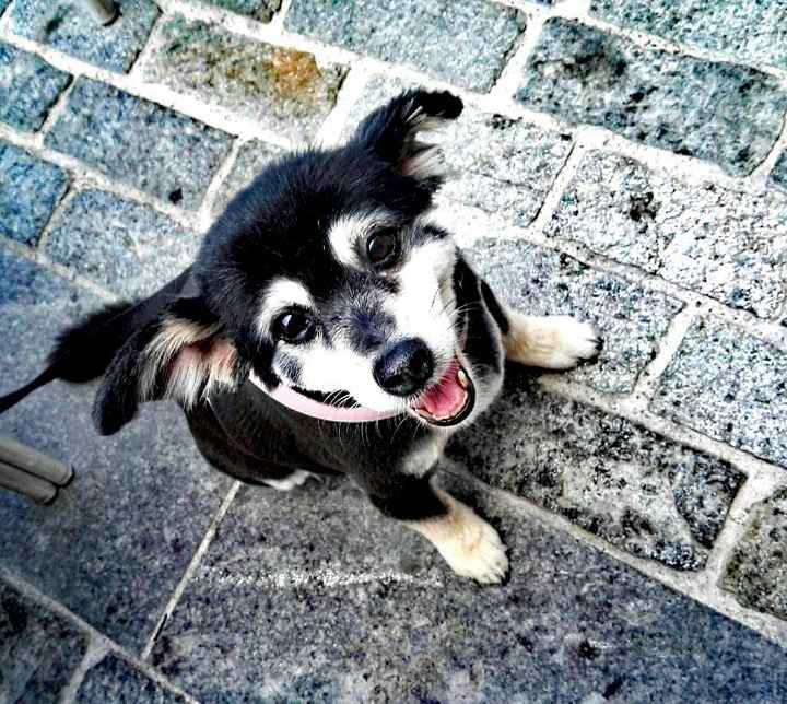 Cani al matrimonio - 1