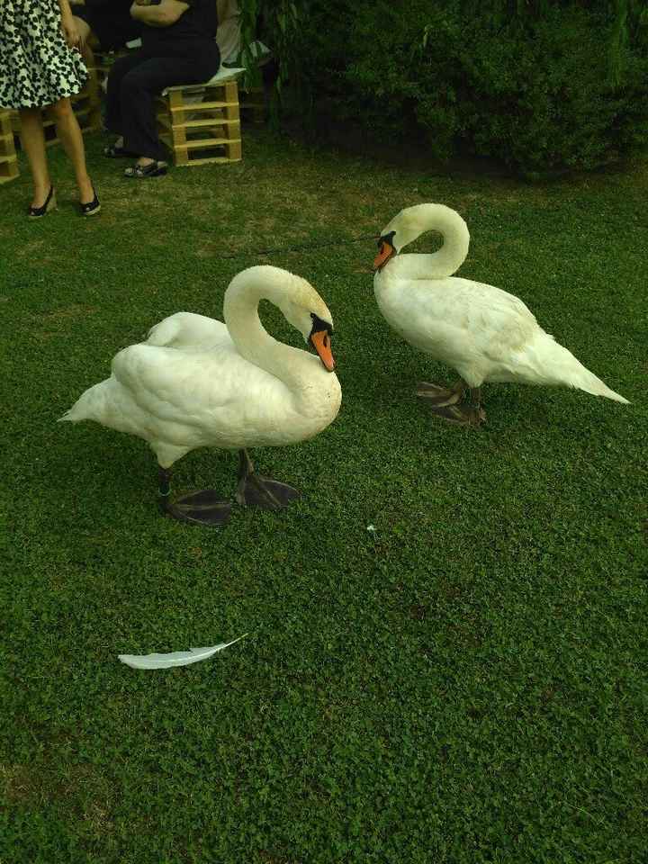 Il nostro 24 giugno - 5