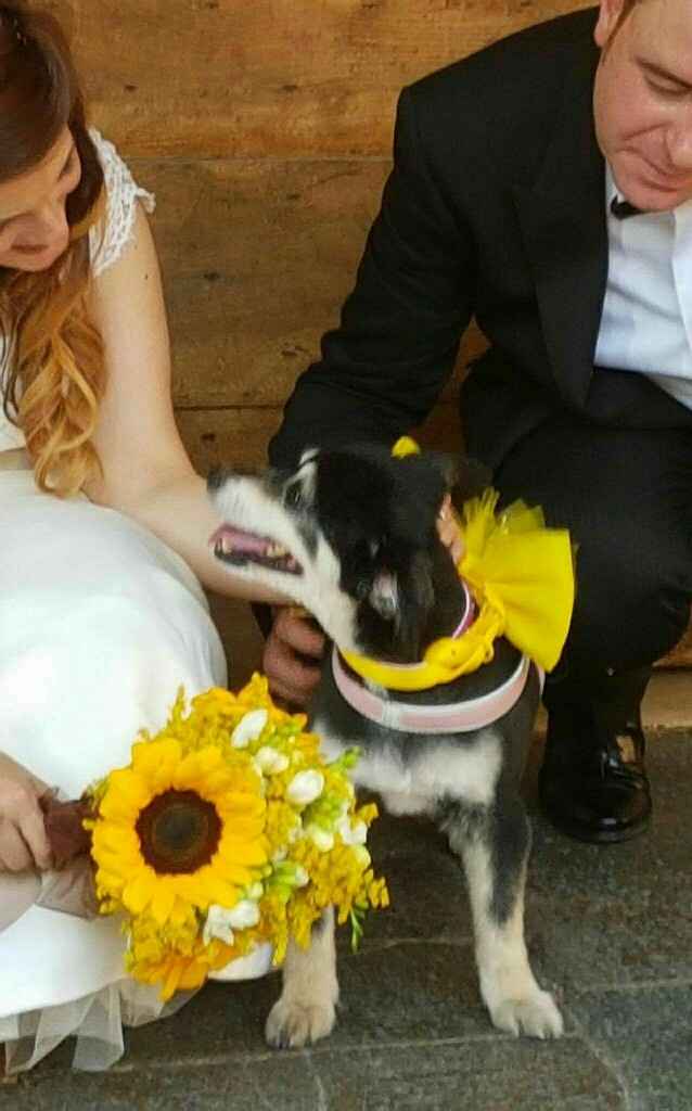 Lui è il mio piccolino!🐶 Parteciperà alle nostre nozze! E i vostri? - 2