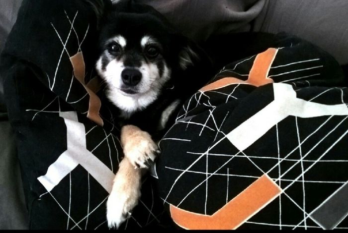 I nostri amici a 4 zampe - 1