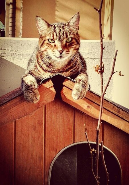 I nostri amici a 4 zampe - 3