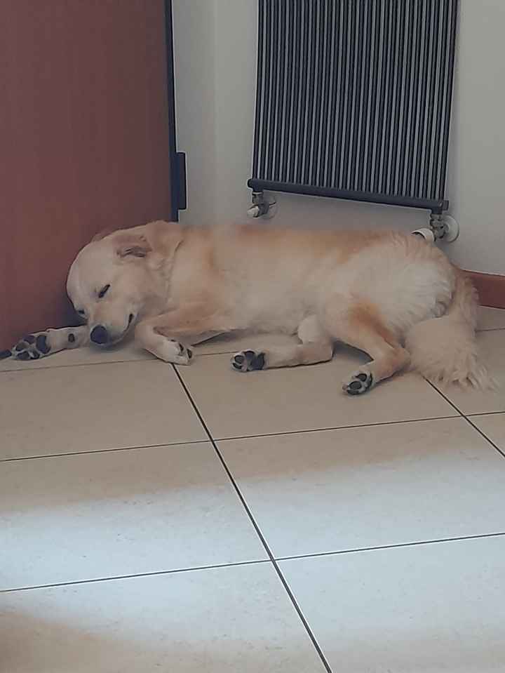 Ci presentate i vostri animali? 🐕 - 1