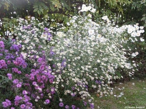 Gypsofila: economica o cara? Tema viaggio 1