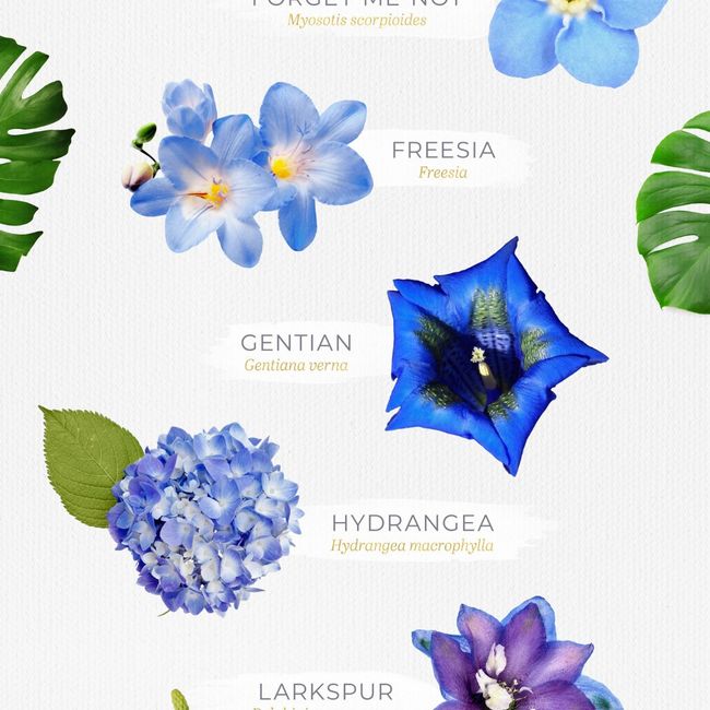 Bouquet colore celeste/azzurro carta da zucchero❤ 4