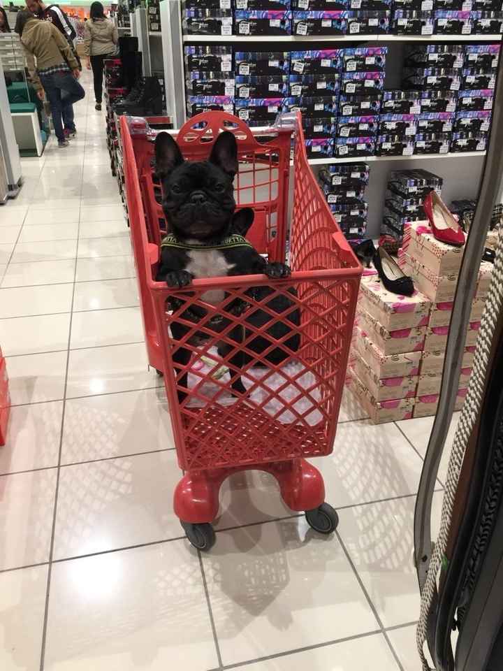 Animali domestici - 1