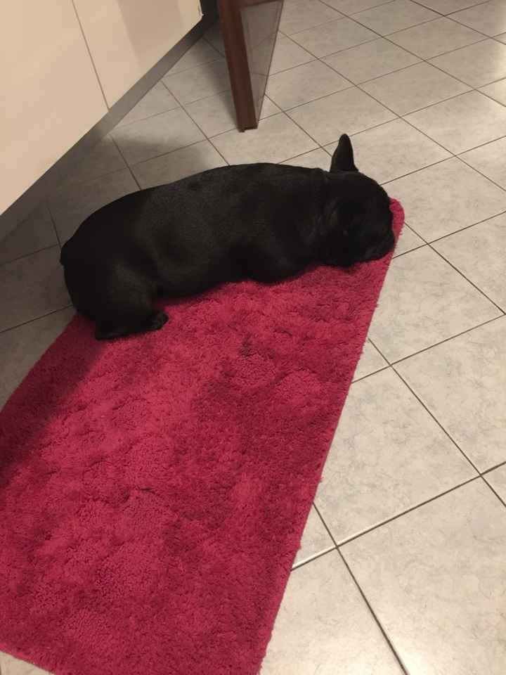 Animali al ricevimento - 1