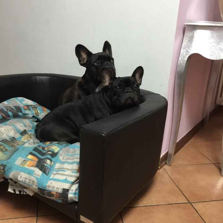 I nostri amici a 4 zampe - 2