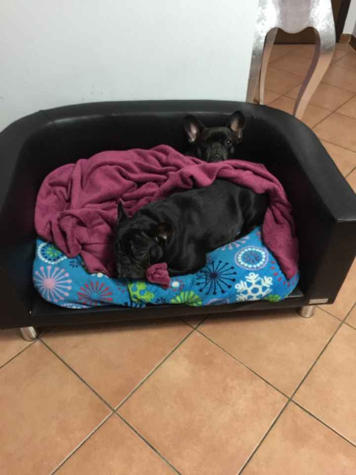 Animaletti pelosi. - 2