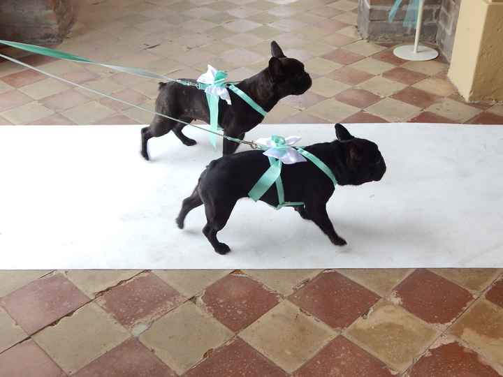 Idea x come vestire il mio pelosetto il gg delle mie nozze - 1