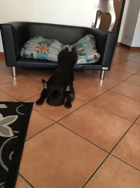 Cani al matrimonio - 2