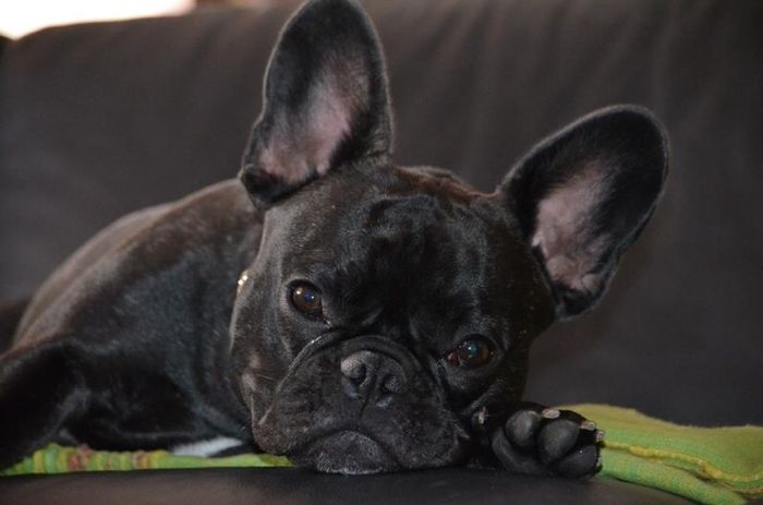 Cuccioli di casa... - 2