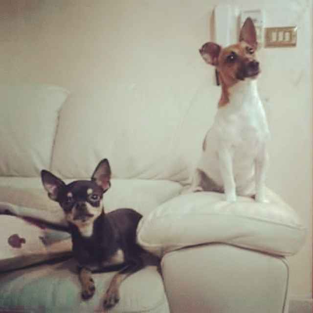 Amici pelosi *-* - 1