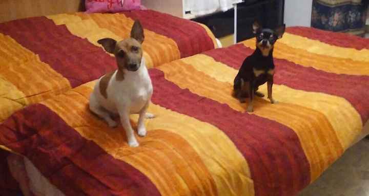 Sposine in converse ci siete???? - 4